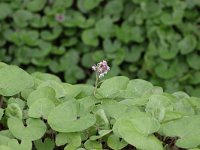 Petasites pyrenaicus 10, Winterheliotroop, Saxifraga-Peter Meininger