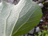 Petasites pyrenaicus 12, Winterheliotroop, Saxifraga-Rutger Barendse