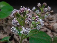 Petasites pyrenaicus 4, Winterheliotroop, Saxifraga-Ed Stikvoort