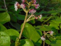 Petasites pyrenaicus 5, Winterheliotroop, Saxifraga-Ed Stikvoort