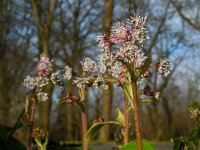 Petasites pyrenaicus 6, Winterheliotroop, Saxifraga-Ed Stikvoort