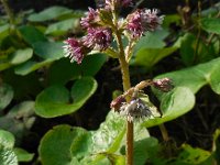 Petasites pyrenaicus 8, Winterheliotroop, Saxifraga-Ed Stikvoort