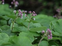 Petasites pyrenaicus 9, Winterheliotroop, Saxifraga-Peter Meininger