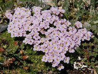 Petrocallis pyrenaica 10, Saxifraga-Harry Jans