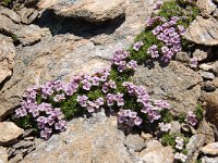 Petrocallis pyrenaica 11, Saxifraga-Harry Jans