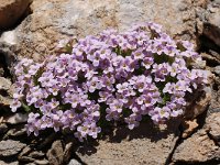 Petrocallis pyrenaica 12, Saxifraga-Harry Jans