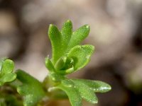 Petrocallis pyrenaica 14, Saxifraga-Sonja Bouwman  Petrocallis pyrenaica - Brassicaceae familie