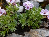 Petrocallis pyrenaica 3, Saxifraga-Ed Stikvoort