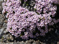 Petrocallis pyrenaica 4, Saxifraga-Harry Jans