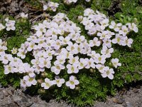 Petrocallis pyrenaica 5, Saxifraga-Harry Jans