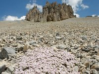 Petrocallis pyrenaica 8, Saxifraga-Harry Jans