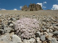 Petrocallis pyrenaica 9, Saxifraga-Harry Jans