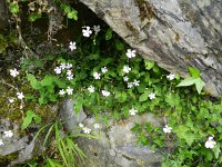 Petrocoptis pyrenaica 2, Saxifraga-Rutger Barendse