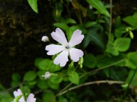 Petrocoptis pyrenaica 3, Saxifraga-Rutger Barendse