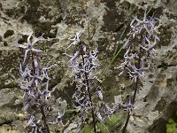 Petromarula pinnata 10, Saxifraga-Willem van Kruijsbergen