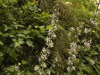 Petromarula pinnata 11, Saxifraga-Jan van der Straaten