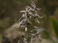 Petromarula pinnata 13, Saxifraga-Jan van der Straaten