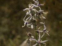 Petromarula pinnata 14, Saxifraga-Jan van der Straaten