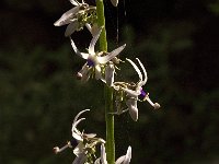 Petromarula pinnata 15, Saxifraga-Jan van der Straaten