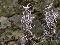 Petromarula pinnata 16, Saxifraga-Jan van der Straaten