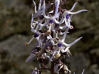 Petromarula pinnata 17, Saxifraga-Jan van der Straaten