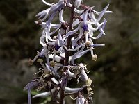 Petromarula pinnata 18, Saxifraga-Jan van der Straaten