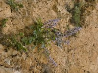 Petromarula pinnata 3, Saxifraga-Willem van Kruijsbergen