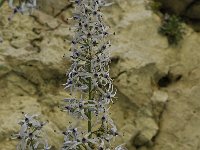 Petromarula pinnata 6, Saxifraga-Willem van Kruijsbergen