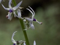 Petromarula pinnata 7, Saxifraga-Willem van Kruijsbergen