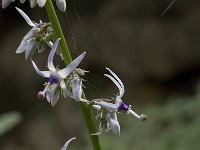 Petromarula pinnata 9, Saxifraga-Willem van Kruijsbergen