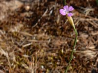 Petrorhagia prolifera 10, Slanke mantelanjer, Saxifraga-Ed Stikvoort