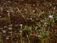 Petrorhagia prolifera 12, Slanke mantelanjer, Saxifraga-Ed Stikvoort