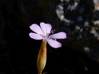 Petrorhagia prolifera 14, Slanke mantelanjer, Saxifraga-Ed Stikvoort