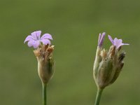 Petrorhagia prolifera 17, Slanke mantelanjer, Saxifraga-Willem van Kruijsbergen