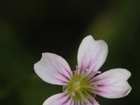 Petrorhagia saxifraga 11, Kleine mantelanjer, Saxifraga-Rutger Barendse