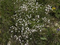 Petrorhagia saxifraga 12, Kleine mantelanjer, Saxifraga-Willem van Kruijsbergen