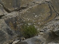 Petrorhagia saxifraga 14, Kleine mantelanjer, Saxifraga-Willem van Kruijsbergen