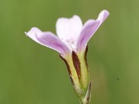 Petrorhagia saxifraga 19, Kleine mantelanjer, Saxifraga-Sonja Bouwman