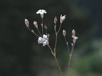 Petrorhagia saxifraga 2, Kleine mantelanjer, Saxifraga-Marijke Verhagen