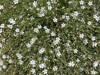 Petrorhagia saxifraga 3, Kleine mantelanjer, Saxifraga-Jan van der Straaten