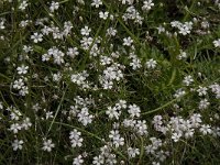 Petrorhagia saxifraga 4, Kleine mantelanjer, Saxifraga-Willem van Kruijsbergen