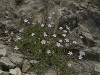 Petrorhagia saxifraga 7, Kleine mantelanjer, Saxifraga-Willem van Kruijsbergen