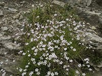 Petrorhagia saxifraga 8, Kleine mantelanjer, Saxifraga-Willem van Kruijsbergen