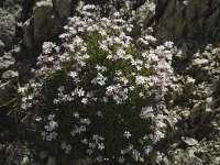 Petrorhagia saxifraga 9, Kleine mantelanjer, Saxifraga-Willem van Kruijsbergen