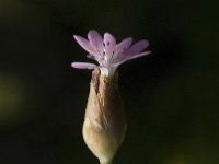 Petrorhagia velutina 3, Saxifraga-Jan van der Straaten