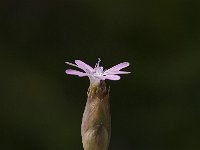 Petrorhagia velutina 4, Saxifraga-Willem van Kruijsbergen