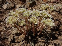 Petrosedum subulatum