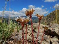 Petrosedum subulatum 2, Saxifraga-Ed Stikvoort