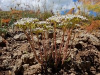 Petrosedum subulatum 4, Saxifraga-Ed Stikvoort