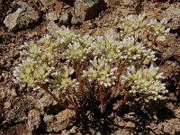 Petrosedum subulatum 5, Saxifraga-Ed Stikvoort